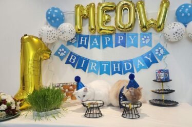 Festa de aniversário para gatos