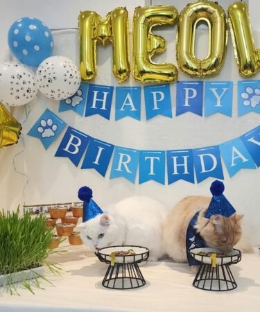 Festa de aniversário para gatos