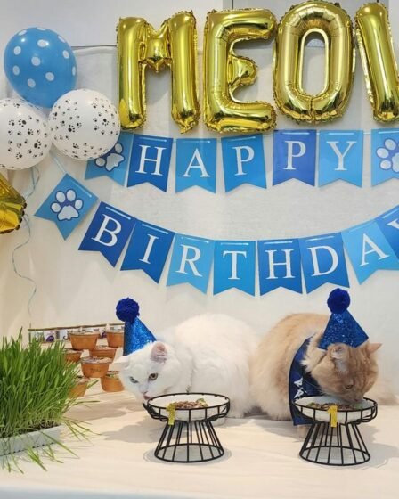 Festa de aniversário para gatos